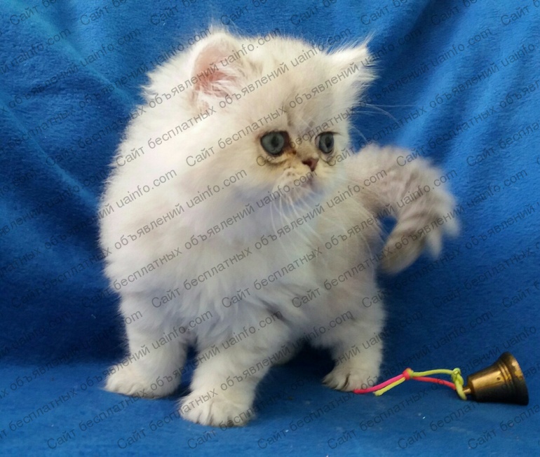 Фото: Котята персидской серебристой шиншиллы
