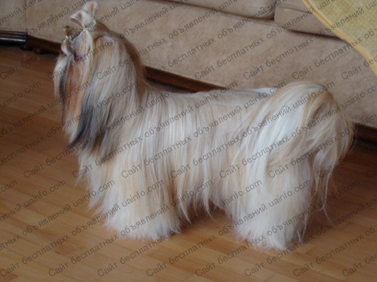 Фото: Продаются породистые щеночки ши-тцу  