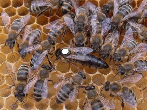 Фото: Привезу пчелопакеты