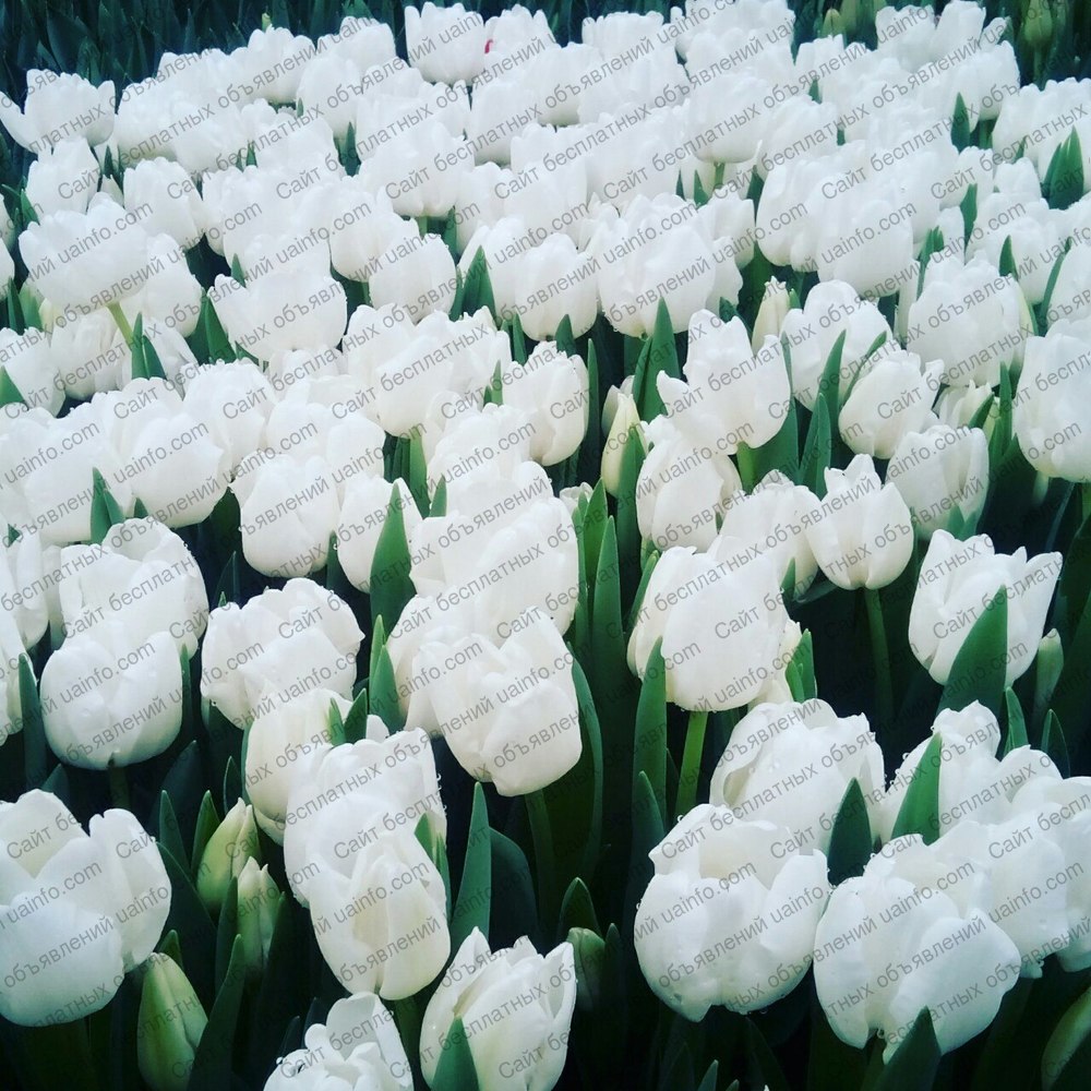 Фото: Тюльпаны к 8 марта оптом