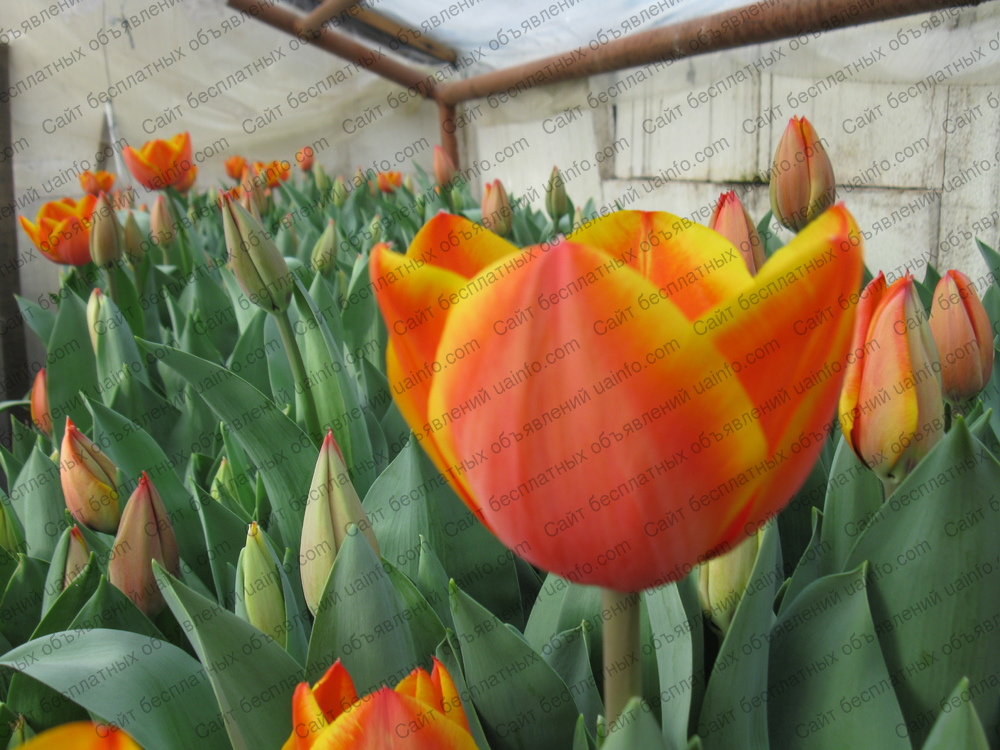 Фото: К 8 марта тюльпаны оптом