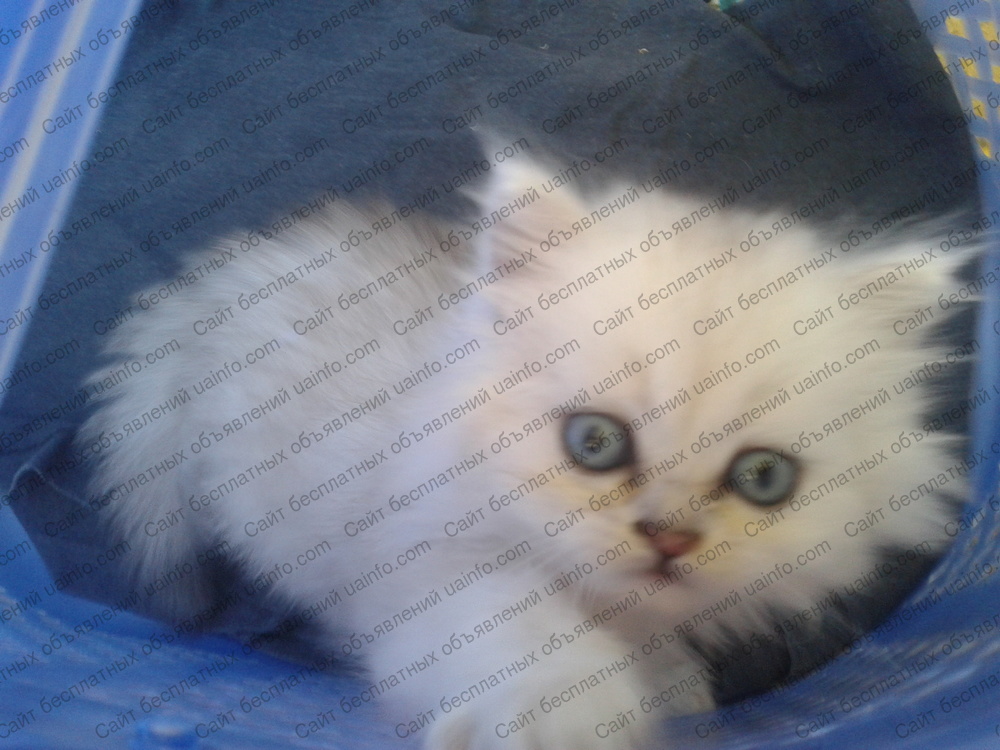 Фото: Продам персидских котят
