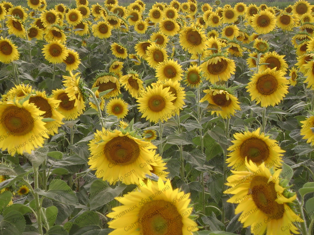 Фото: Науково-виробнича фірма ГРАН пропонує насіння соняшнику Матадор
