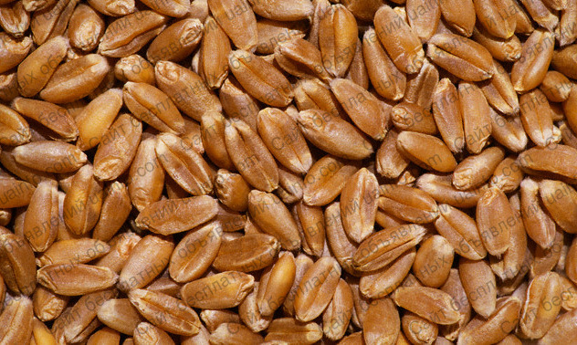 Фото: Куплю пшеницу фуражную Херсон