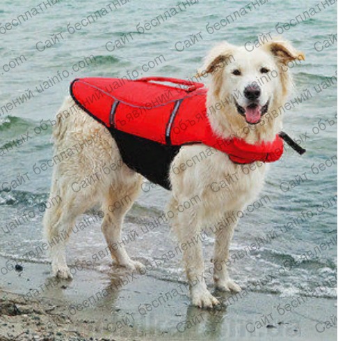 Фото: Спасательный жилет для собак
