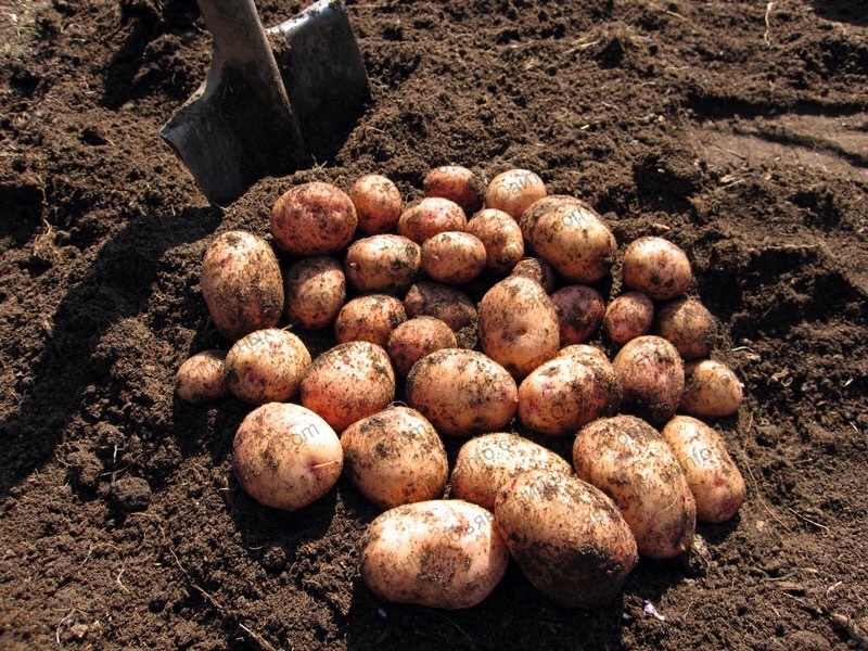 Фото: Домашний картофель (картопля)