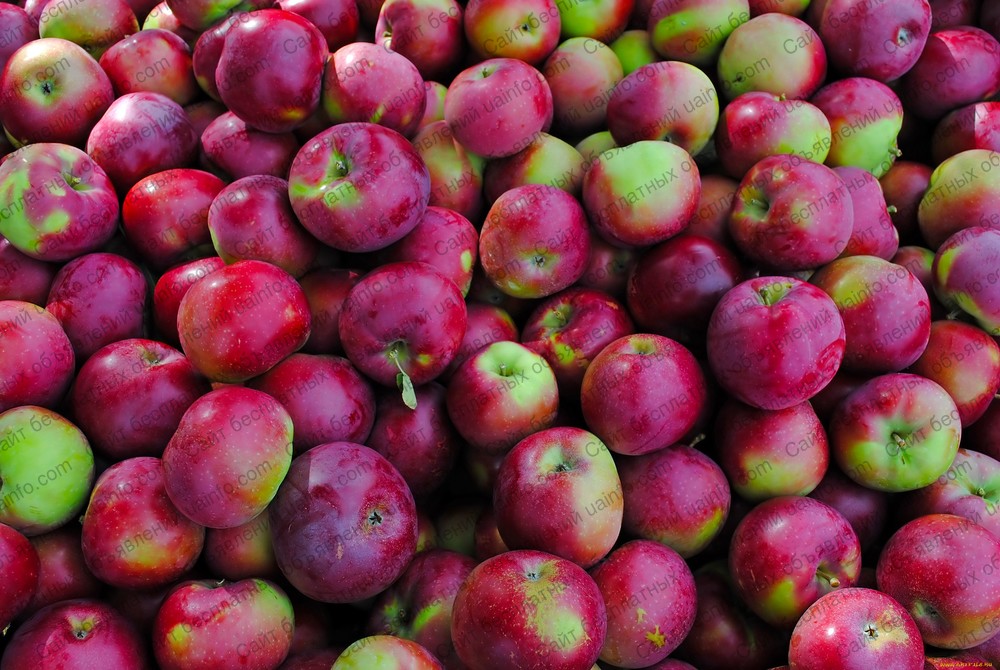 Фото: Продам яблоки 2018 г.