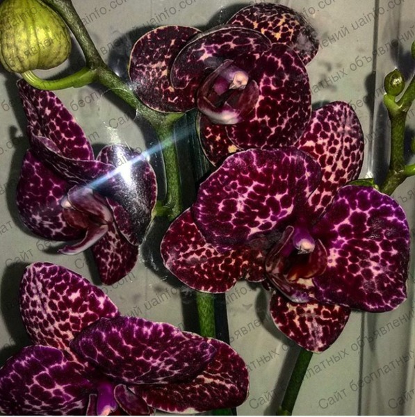 Фото: Орхидея 