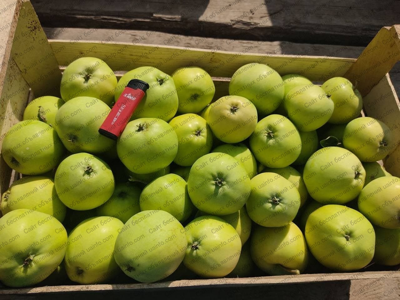 Семена яблок купить