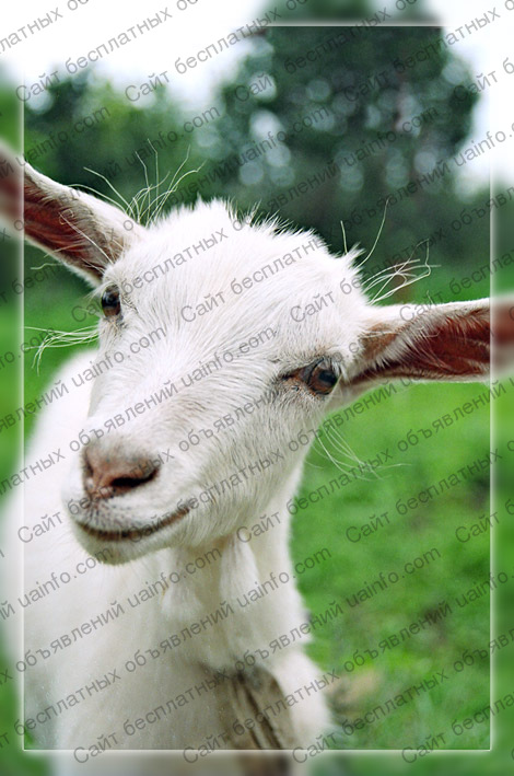 Фото: Продам дойных коз, купить козу в Харьковской обл.