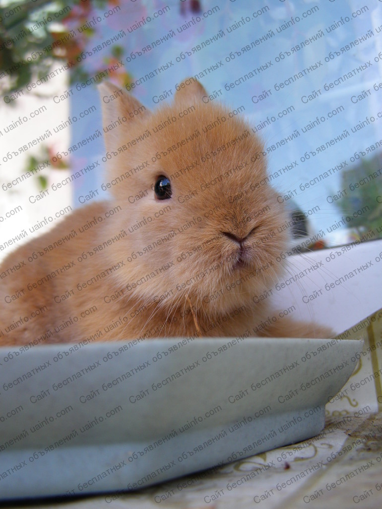 Фото: Продам крольчат в Киеве. Продам маленьких декоративных кроликов