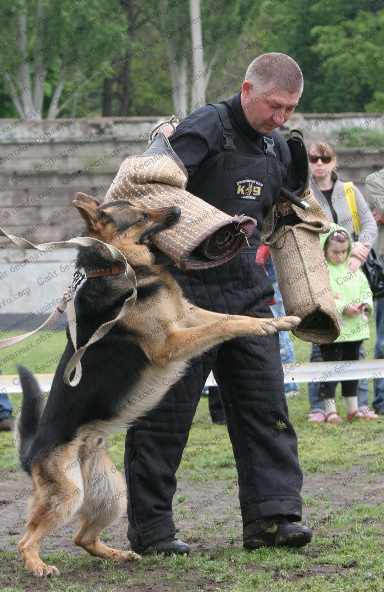 Фото: Инструктор-кинолог МВД, инструктор дрессировщик - набираю собак для дрессировки