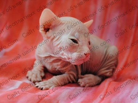 Фото: Шикарные котята донского сфинкса, мальчики, красный и кремовый