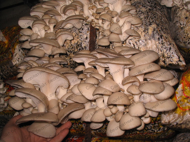 Фото: Продаём субстрат для выращивания грибов вешенка