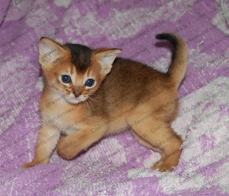 Фото: Абиссинский котенок - мальчик дикого окраса