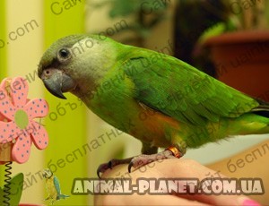 Фото: Предлагается попугай Сенегал (мини жако, эконом-вариант) 