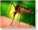 Фото: Бактокулицид - биологический инсектицид (борьба с личинками комаров)