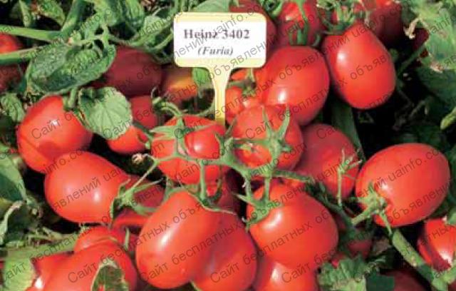Фото: Продам помидоры с поля от 20 тн. отличный товарный вид, твердые, сладкие