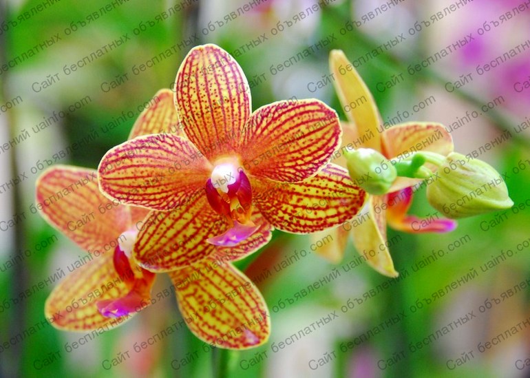 Фото: Продажа орхидей