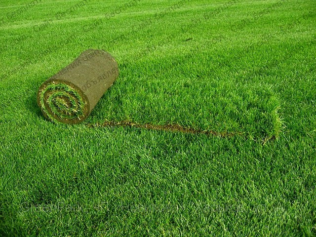 Фото: Рулонный газон. Доставка, укладка. Крым, Севастополь