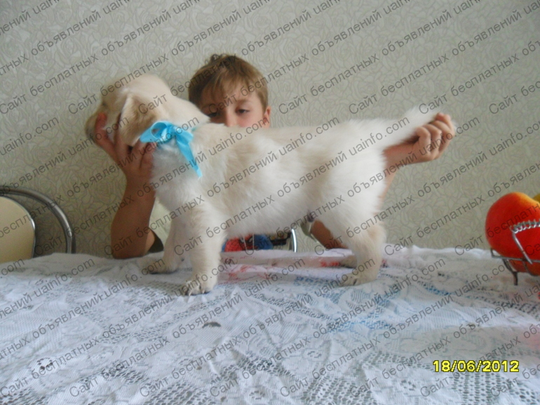 Фото: Питомник предлагает щенков золотистого ретривера