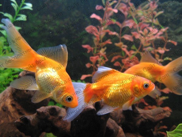 Фото: Продам аквариумных золотых рыбок