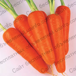Фото: Продам морковь оптом