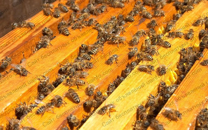 Фото: Пчелопакеты карпатской пчелы, с высокопродуктивными матками