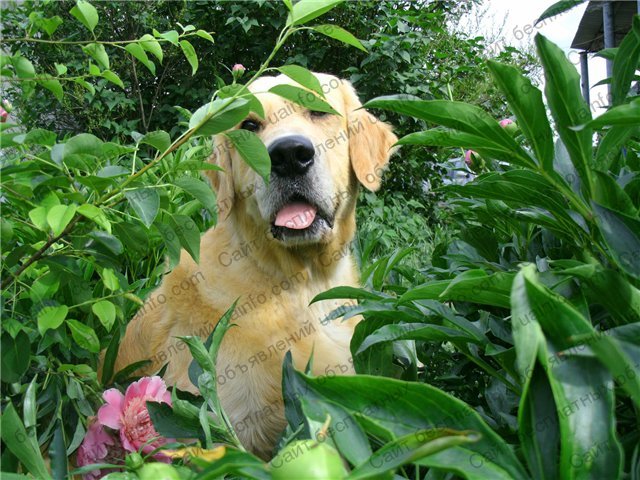 Фото: Золотистого ретривера великолепные щенки