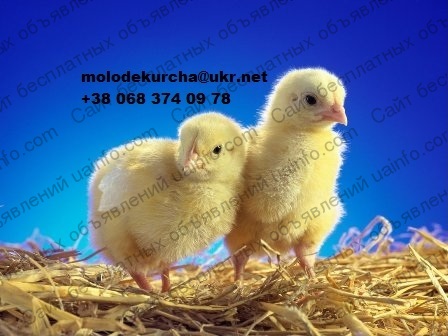 Фото: Суточные цыплята бройлера (кобб-500) 