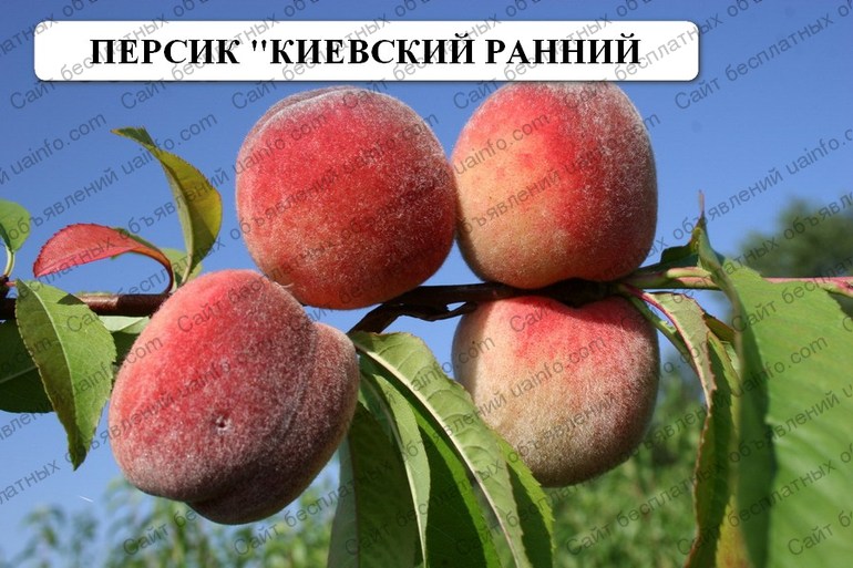 Фото: Саженцы лучших сортов плодово-ягодных культур