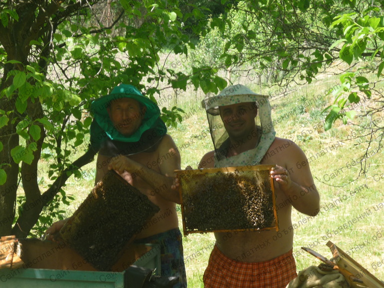 Фото: Продам мед подсолнуха, липа, акация 2013