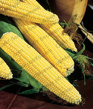 Фото: Продам супер сладкую кукурузу в початках, sh2 трофи