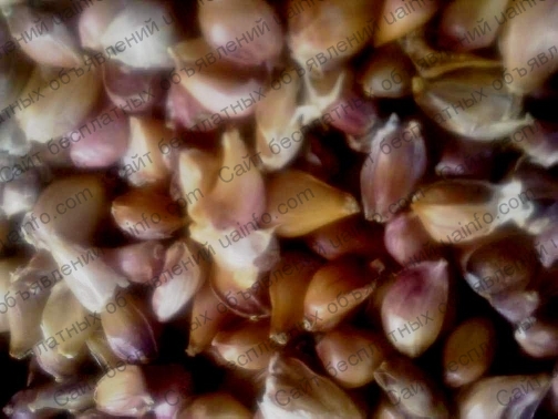 Фото: Чеснок севок, воздушные луковички озимого сорту любаша