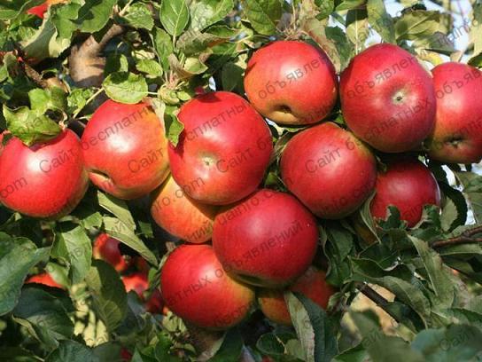 Фото: Организация купит яблоко на переработку оптом