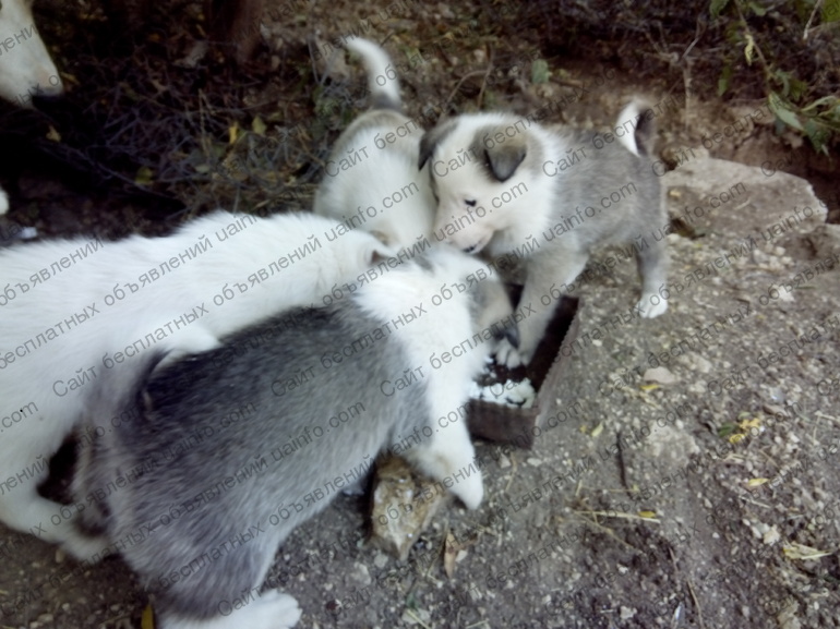 Фото: Продам палевых щенков западносибирской лайки