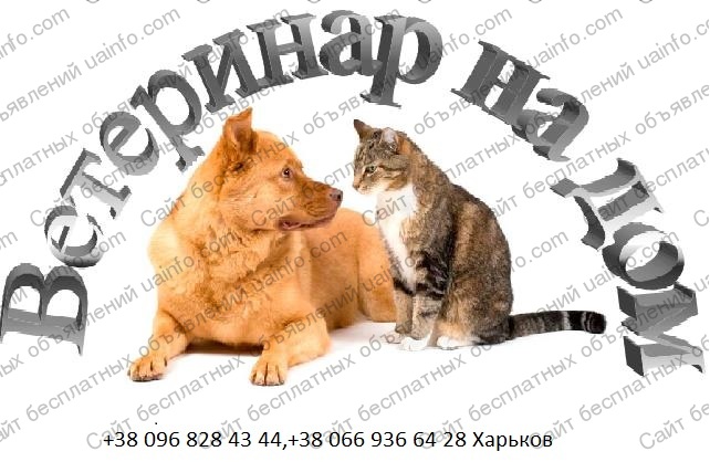Фото: Ветеринар на дом Харьков 