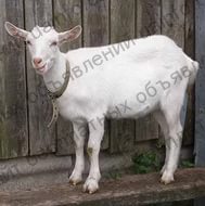 Фото: Продам 6 коз